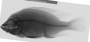 Media type: image;   Ichthyology 131287 Aspect: lateral,description